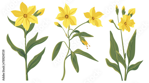 Gagea lutea flower. Yellow Star-of-Bethlehem plant photo
