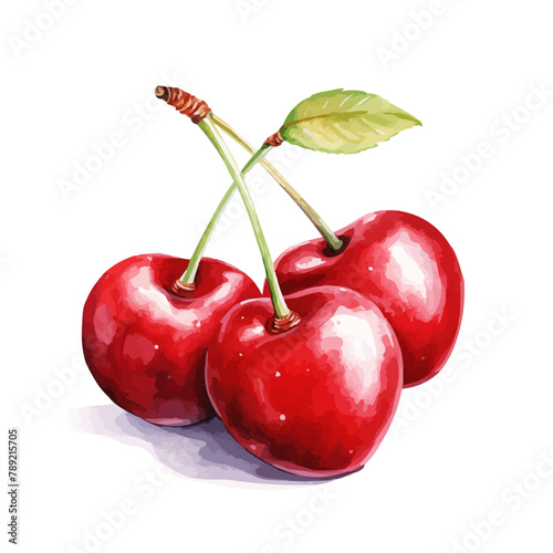 Red cherry fruit watercolor isolated on white background. Vector illustration
