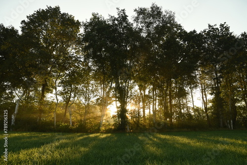 Friesischer Nebel - von strahlenden Sommermorgen bis milchigen Wintertagen - Die Morgensonne strahlt durch den sommerlichen Frühnebel 2