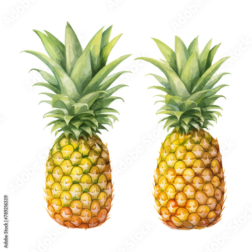 Set of pineapple watercolor isolated on white background. Fruit painting vector illustration