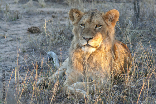 Young male lion illuminated and isolated from background, late afternoon sun.  Lying down, orange eyes. Kapama, Kruger National Park, South Africa photo