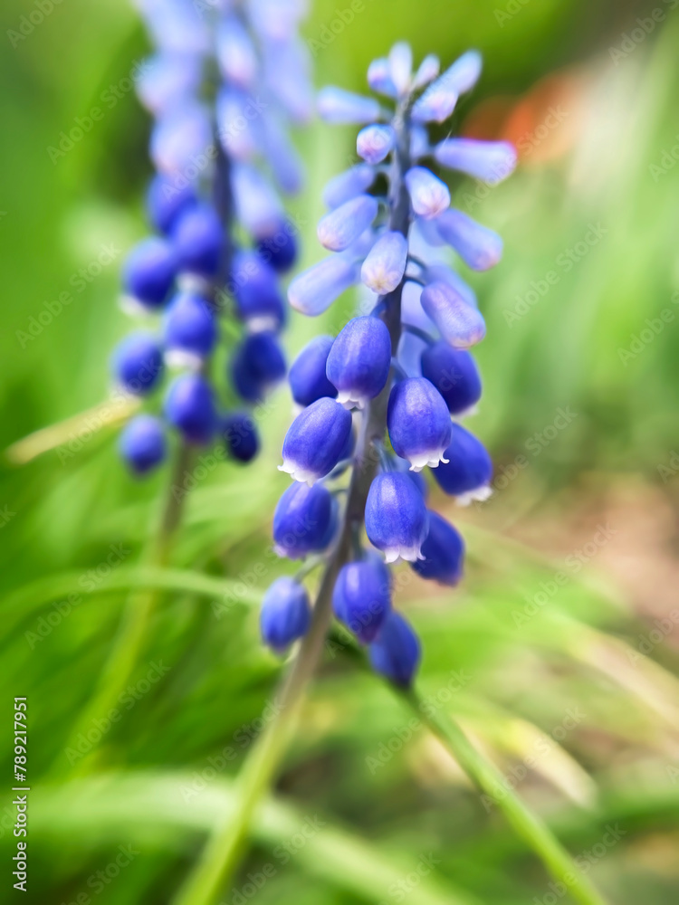 close-up spring lilac muscari flowers grow in a flower garden close-up spring lilac muscari flowers grow in a flower garden