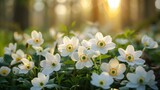 closeup of beautiful white snowdrop anemones flowers in spring forest with sunlight