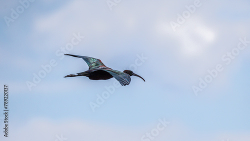 Glossy Ibis flying in the blue spring sky