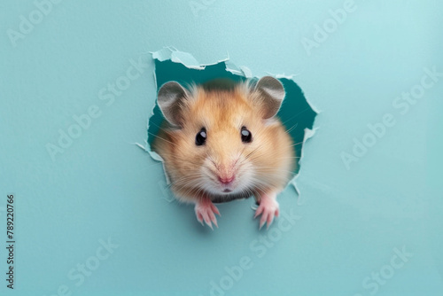 A cute hamster sticking its head out of a hole