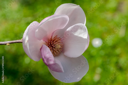 Różowy kwiat magnolii na zielonym tle. Świeżo kwitnący delikatny i piękny kwiat drzewa ozdobnego kwitnącego na kwietniku.
