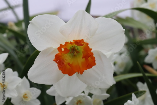 日本の春の庭に咲く白い花びらにオレンジ色の副花冠を持つラッパズイセンの花
