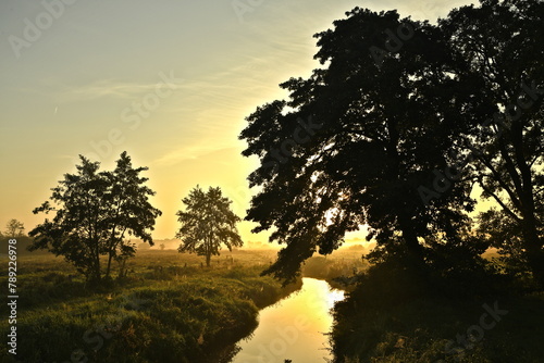 Friesischer Nebel - von strahlenden Sommermorgen bis milchige Wintertage - Bäume am Reepsholter Tief im Morgendunst 2