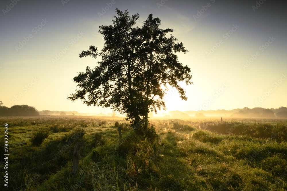 Friesischer Nebel - von strahlenden Sommermorgen bis milchigen Wintertagen - Der Baum im Morgenlicht