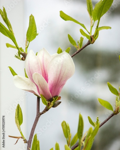 Blooming young magnolia tree in the garden