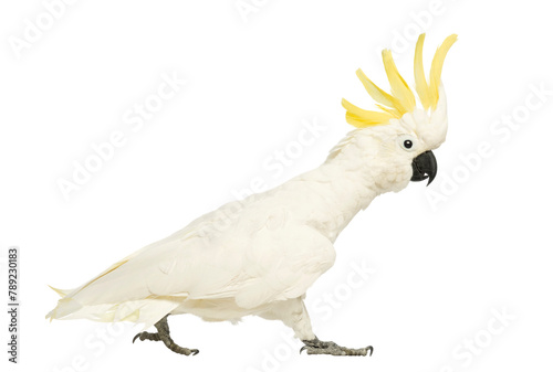 Sulphur-crested Cockatoo, Cacatua galerita, 30 years old, walking with crest up in front of white background photo
