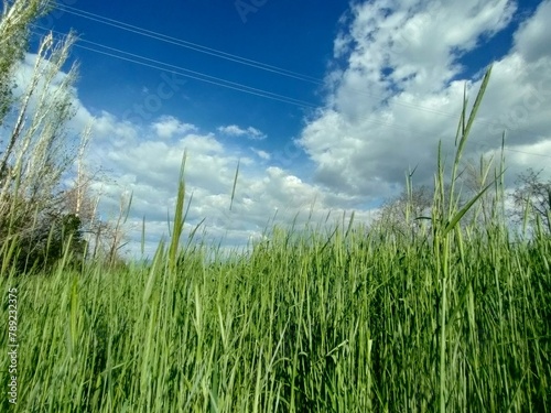 Green wheat field and blue sky on a sunny day.