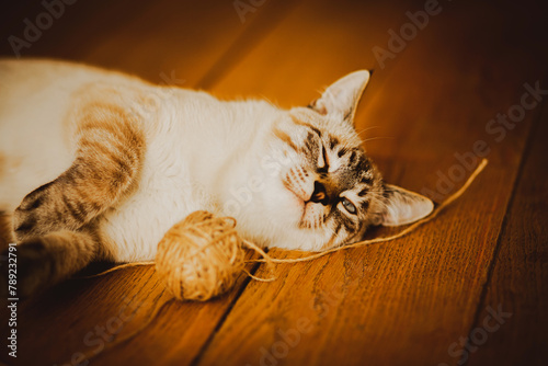 A cute tabby domestic kitten lies on the wooden floor having played enough with a ball of wool. A playful pet.