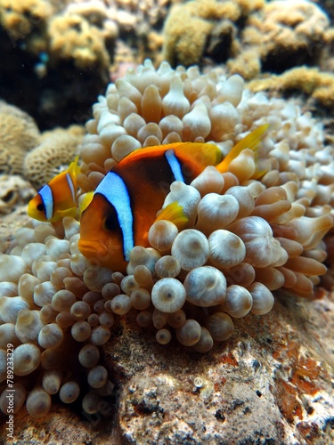 Red sea clown fish © Ayman