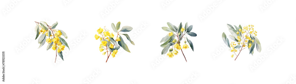 Set of Yellow Eucalyptus melliodora Flowers watercolor style. Vector illustration design.