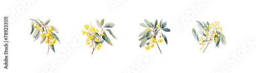 Set of Yellow Eucalyptus melliodora Flowers watercolor style. Vector illustration design. photo