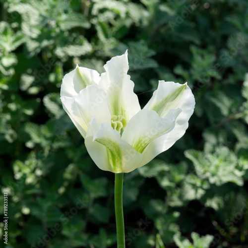 (Tulipa Viridiflora) Close up of a Tulip 'Spring green'. Delicate lily-shaped flower colored of creamy-white with wide green stripe on each slender petal
