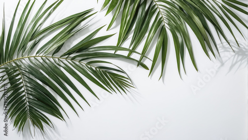 Creative layout of colorful palm leaves on a white background in the rays of the sun, with shadows. Minimal summer exotic concept with copy space © Syrtseva Tatiana
