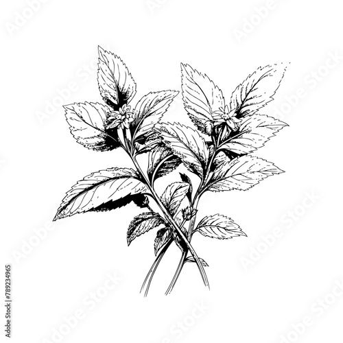 Botanical Peppermint Plant Ink Sketch. Hand drawn style. Vector illustration design
