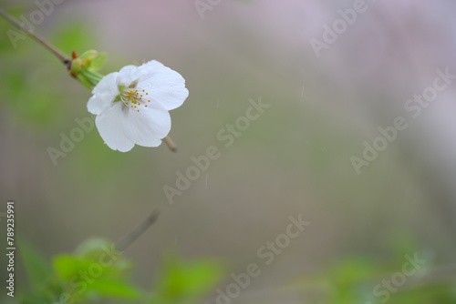 湯沢城址の桜