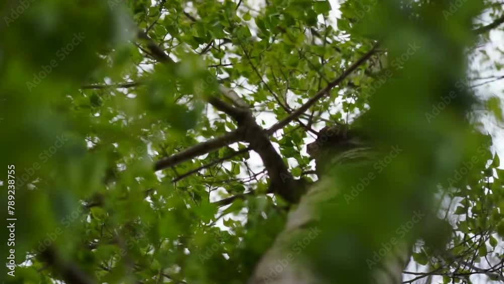 Green leaves on the trees sway in the wind Green leaves on the trees sway in the wind
