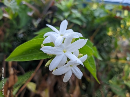 Star jasmine flower (Jasminum multiflorum) in the morning photo