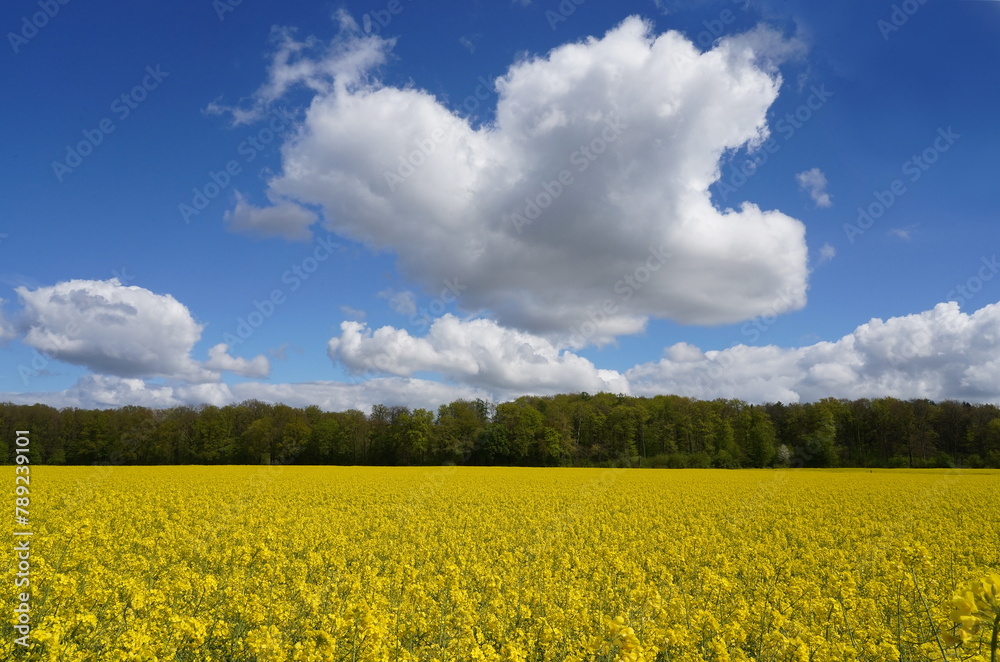 rapeseed field and sky,wolken über rapsfeld rapeseed field and sky,wolken über rapsfeld