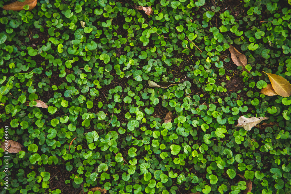 green ivy leaves green ivy leaves