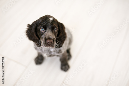 Russian spaniel puppy isolated on white wooden floor