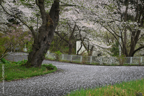 湯沢市中央公園の春