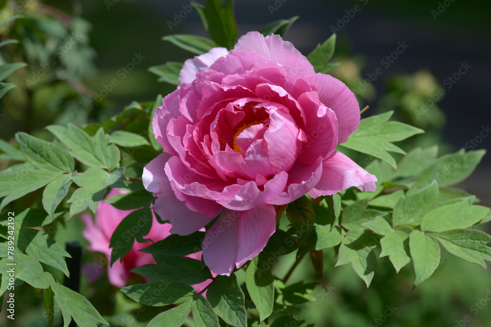 春の粧 ボタンの花 春の粧 ボタンの花