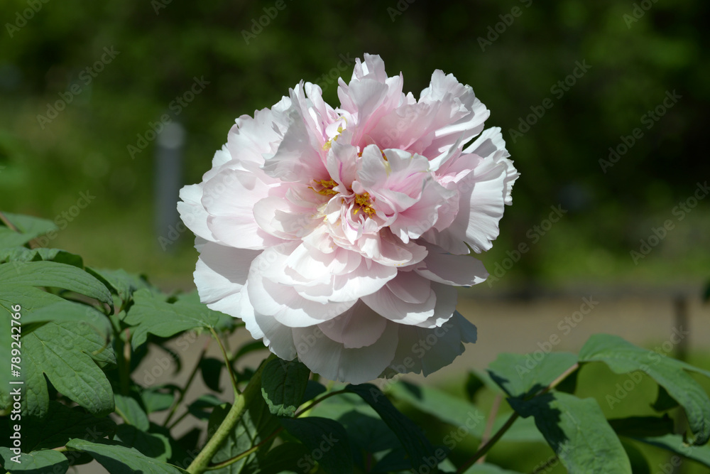 Obraz premium 桃源郷 ボタンの花