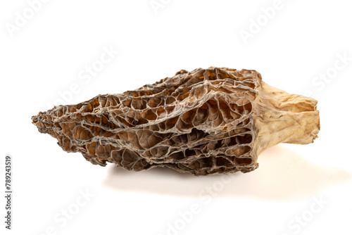 angle view morel on a white background