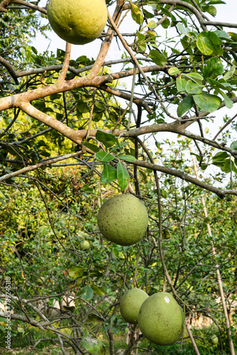 Ripe Pomelo Fruits Hang On The Trees In The Citrus Garden