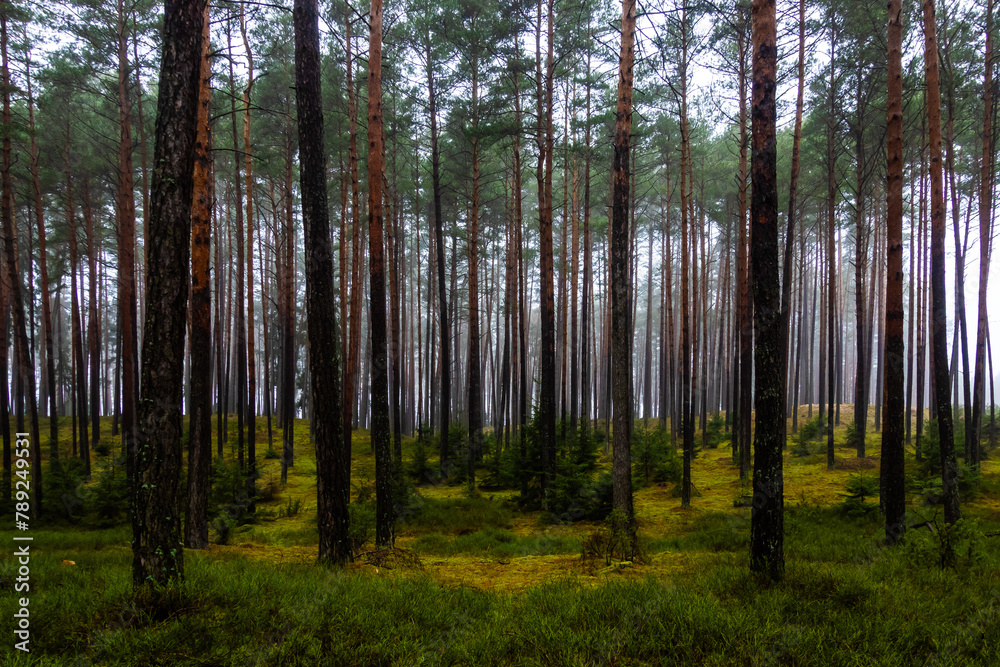 Dark pine forest in early spring. Light shining through the rows of tree trunks. Photo taken during the day with natural light.