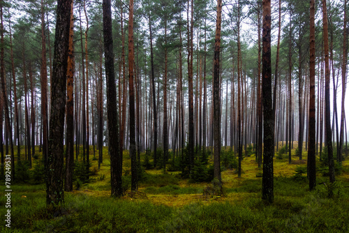 Dark pine forest in early spring. Light shining through the rows of tree trunks. Photo taken during the day with natural light.