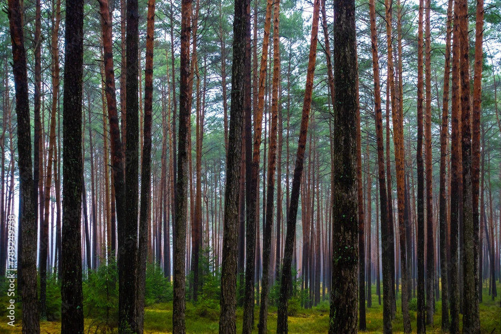 Dark pine forest in early spring. Light shining through the rows of tree trunks. Photo taken during the day with natural light.