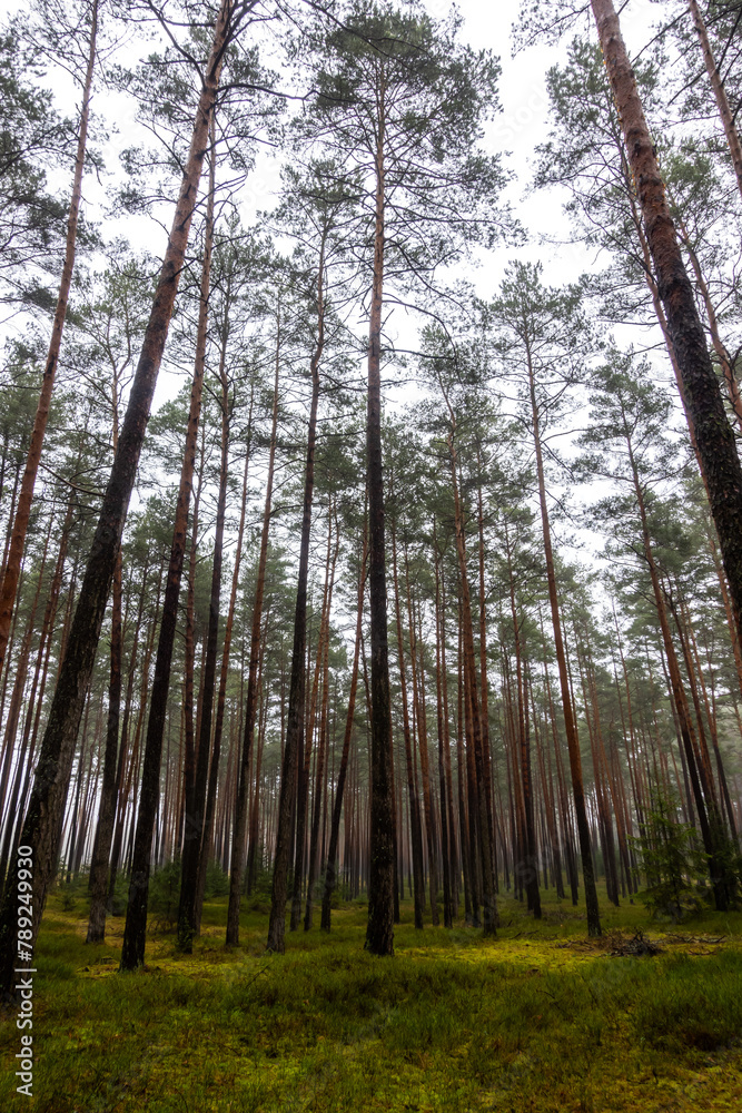 Dark pine forest in early spring. Light shining through the rows of tree trunks. Photo taken during the day with natural light.