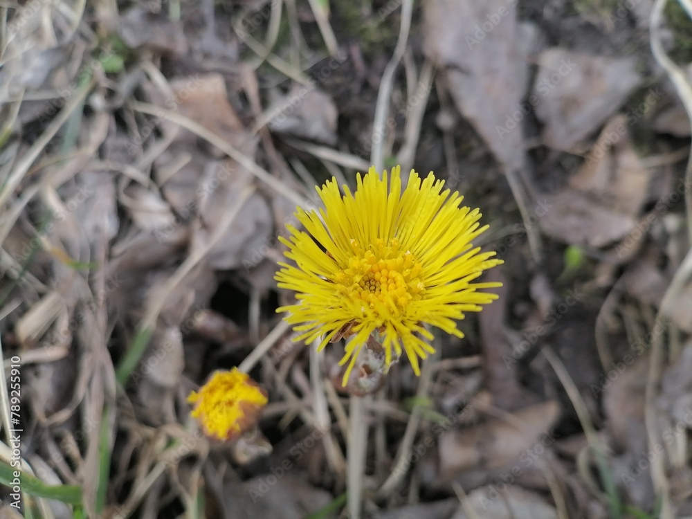 Spring flower Tussilago farfara Spring flower Tussilago farfara