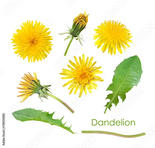 Collection of yellow dandelion flowers, buds and green leaves isolated on white background