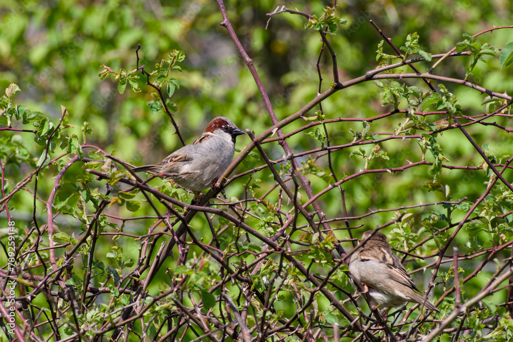 Fototapeta premium male house sparrow perching on a bush twig