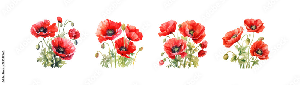 Watercolor Poppies in Various Stages of Bloom. Vector illustration design.