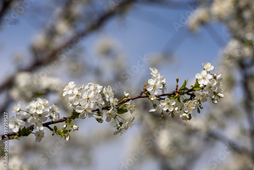 Spring blossoms on the farm. future cherry. Cherry color. Cherry blossoms. Plum. The Cherry Orchard. Apple orchard. Close-up, blurred background.