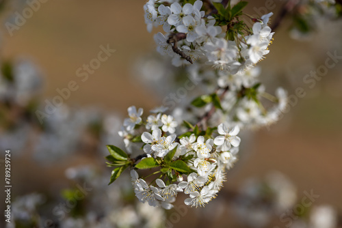 Spring blossoms on the farm. future cherry. Cherry color. Cherry blossoms. Plum. The Cherry Orchard. Apple orchard. Close-up, blurred background.