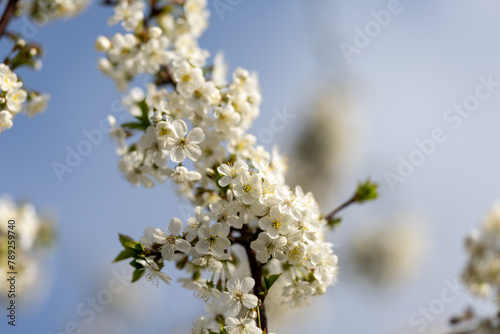 Spring blossoms on the farm. future cherry. Cherry color. Cherry blossoms. Plum. The Cherry Orchard. Apple orchard. Close-up, blurred background.
