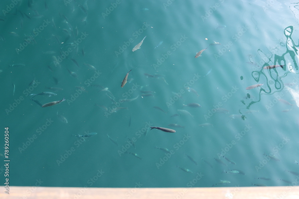 Obraz premium Fish in the harbor basin of San Sebastian on the canary island La Gomera