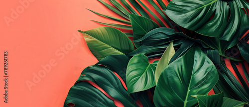Philodendron tropical leaves on coral color background