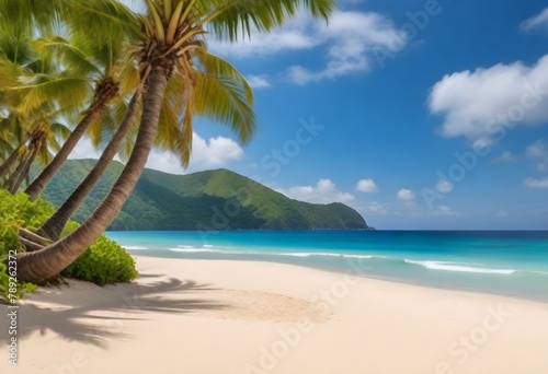 Palm tree on a tropical beach with clear blue sky and turquoise ocean water