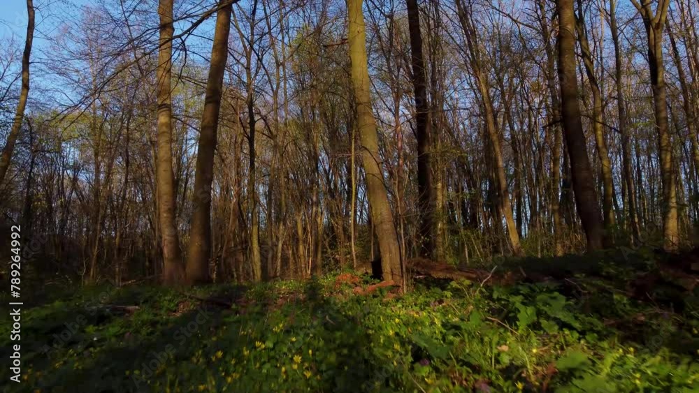 Forest in spring. Sunset in the spring forest. Video from a drone 4k. Drone flight through the evening forest. Drone flight between trees in the forest. Ukrainian landscapes 4K Forest in spring. Sunset in the spring forest. Video from a drone 4k. Drone flight through the evening forest. Drone flight between trees in the forest. Ukrainian landscapes 4K