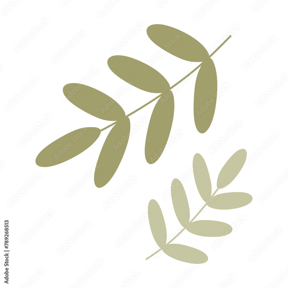 Naklejka premium Flat Green Palm tree Branch, Cartoon Acacia Leaves. Closeup isolated Illustration on white background. Vector Botany design Element for Card, Spring Holidays Decoration, Wedding Invitation.